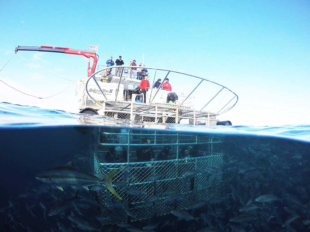Advanced Eco Certified Shark Cage Diving Charters, Australia